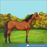 Horse Color:Bay Rabicano 