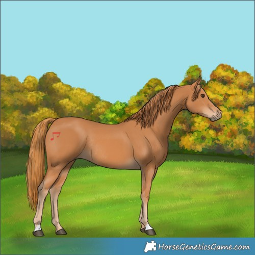 Horse Color:Chestnut Rabicano 