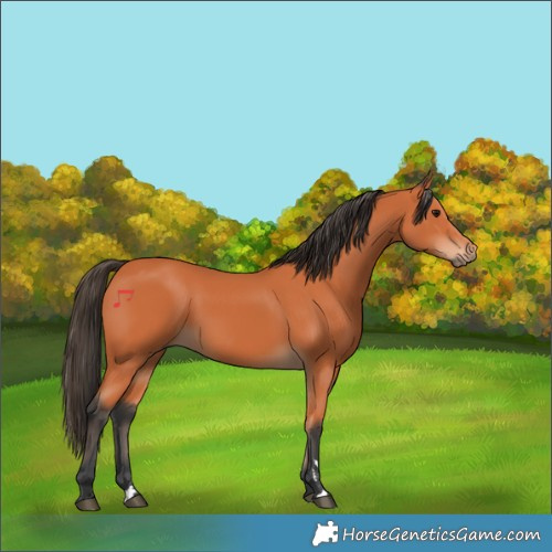 Horse Color:Bay Rabicano 