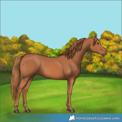 Horse Color:Chestnut Rabicano 
