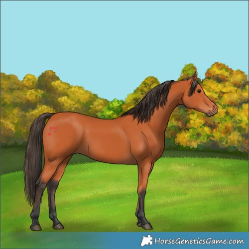 Horse Color:Bay Rabicano 