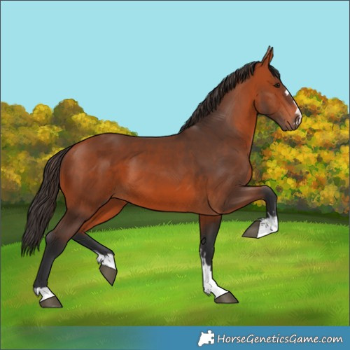 Horse Color:Bay 