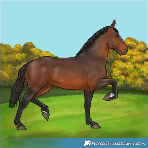 Horse Color:Brown 