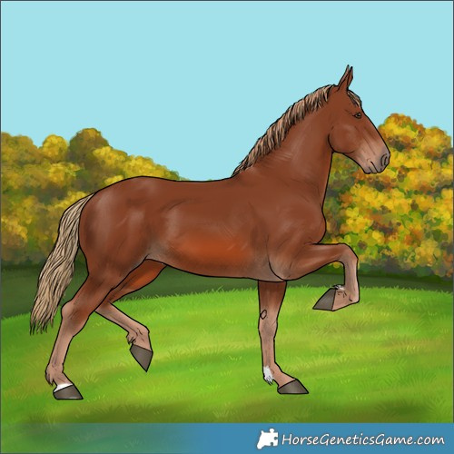 Horse Color:Chestnut 