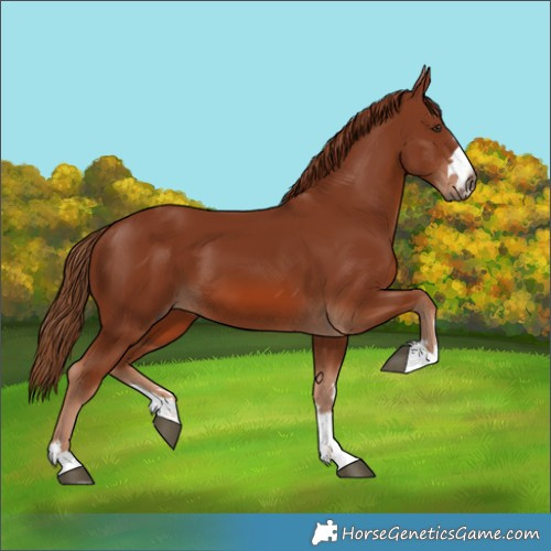 Horse Color:Chestnut 