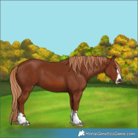 Horse Color:Chestnut 