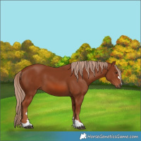 Horse Color:Chestnut 