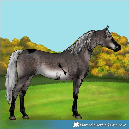Horse Color:Void Platinum White Spotted Silver Brown Tobiano 