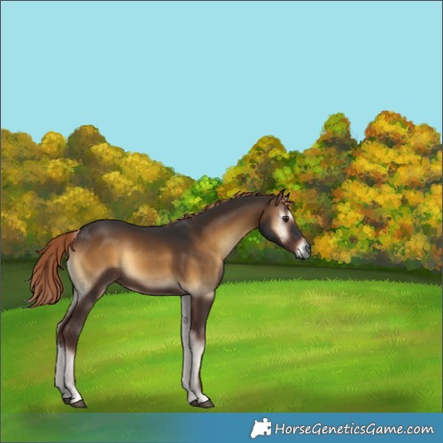 Horse Color:Gray Liver Red Onyx Rabicano 