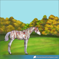 Horse Color:Nacre Silver Bay Sabino 