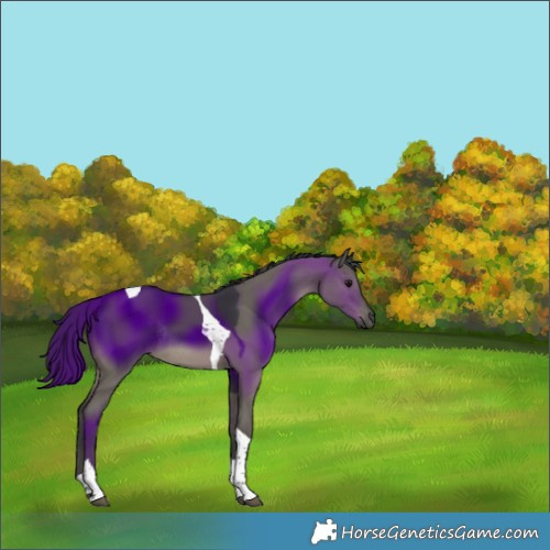 Horse Color:Grullo Tobiano Rabicano