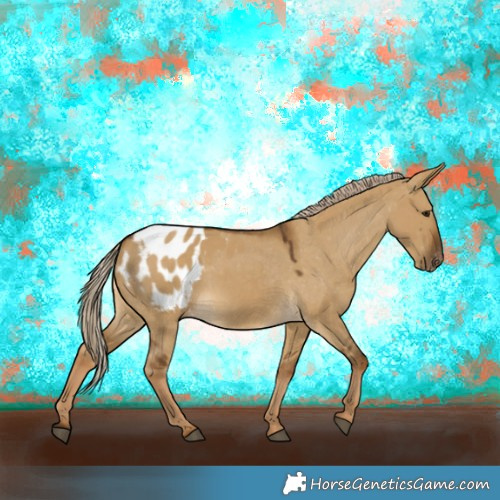 Horse Color:White Spotted Chocolate Palomino Dun Appaloosa