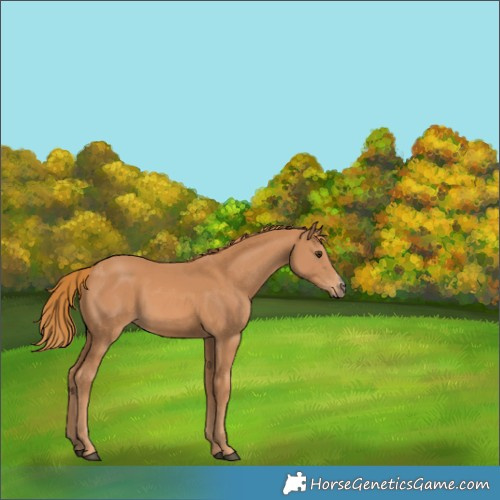 Horse Color:Chestnut Sabino