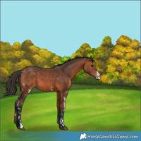 Horse Color:Bay Sabino