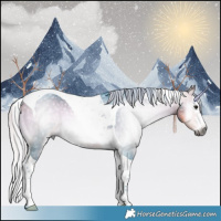 Horse Color:Gray Watercolor Silver Buckskin Onyx Splash Tobiano Appaloosa 