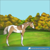Horse Color:Gray Palomino Dun Splash Tobiano 