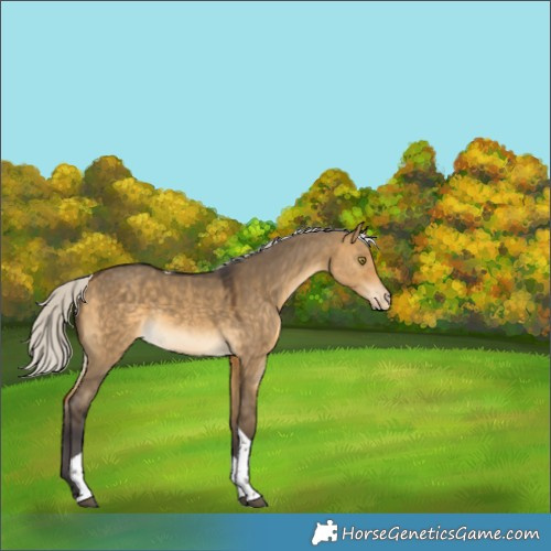 Horse Color:Silver Buckskin Dun Tobiano Varnish 