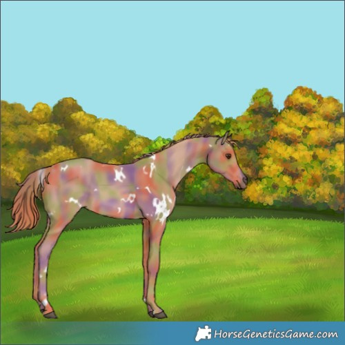 Horse Color:Nacre White Spotted Chestnut