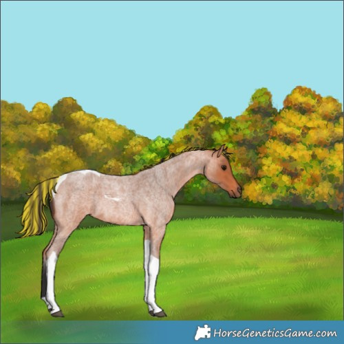 Horse Color:Painted Bay Roan Tobiano Rabicano 