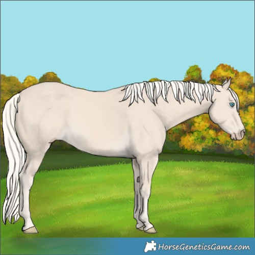 Horse Color:Cremello 