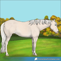 Horse Color:Cremello 