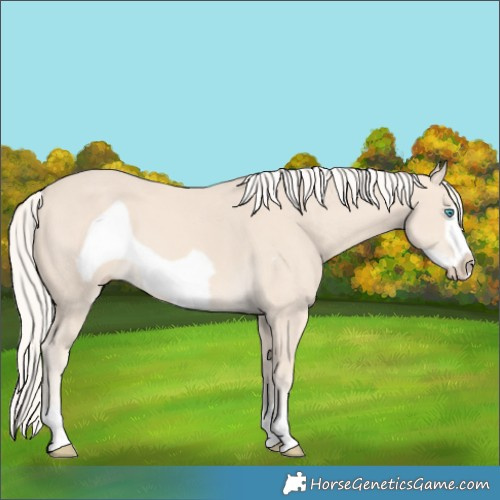 Horse Color:Cremello Frame