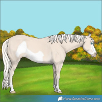Horse Color:Cremello Frame 