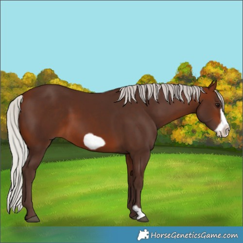 Horse Color:Silver Brown Frame 