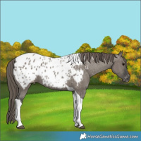 Horse Color:Grullo Tobiano Near Leopard 