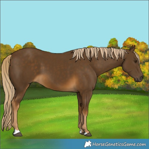 Horse Color:Chocolate Palomino 