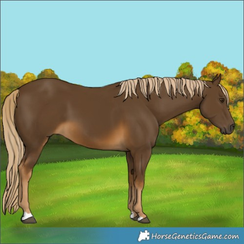 Horse Color:Chocolate Palomino