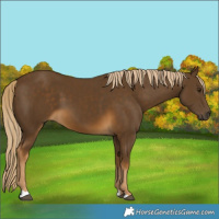 Horse Color:Chocolate Palomino 