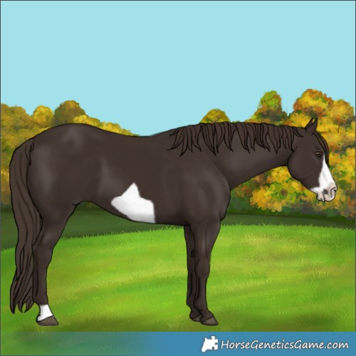 Horse Color:Liver Chestnut Frame 