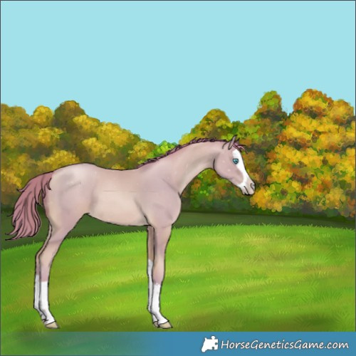 Horse Color:Watercolor Buckskin Pearl Splash 