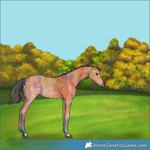 Horse Color:Nacre Bay