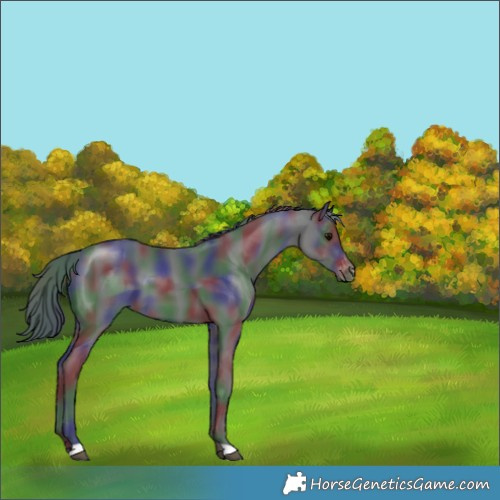 Horse Color:Nacre Black Varnish