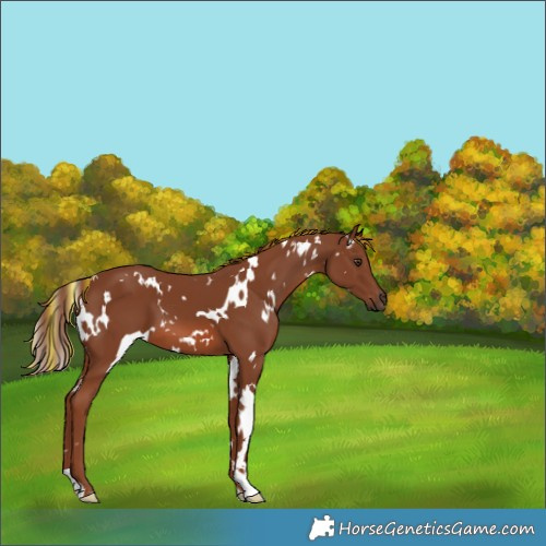 Horse Color:Painted White Spotted Chestnut 