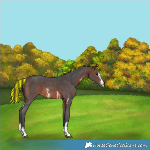 Horse Color:Painted Brown Sabino Varnish 