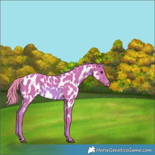 Horse Color:Watercolor Chestnut Near Leopard 