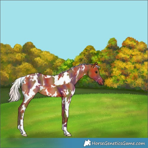 Horse Color:Nacre White Spotted Silver Bay 