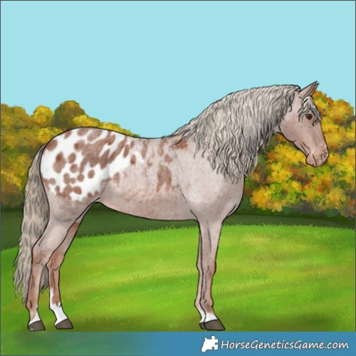 Horse Color:Red Roan Appaloosa 