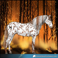 Horse Color:Chestnut Near Leopard