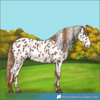 Horse Color:Chestnut Near Leopard 