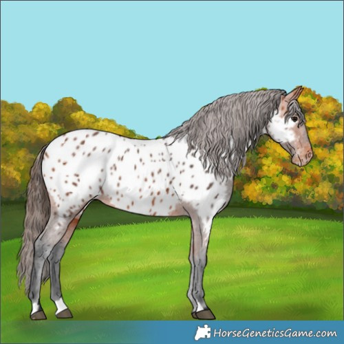 Horse Color:Bay Appaloosa 