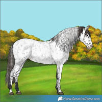 Horse Color:Grullo Roan Appaloosa