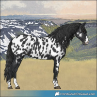 Horse Color:Black Near Leopard