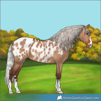 Horse Color:Silver Brown Dun Appaloosa 