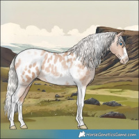 Horse Color:Silver Blue Roan Pearl Tobiano Frame Appaloosa 