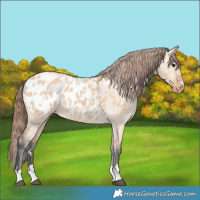 Horse Color:Bay Dun Near Leopard 