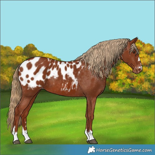 Horse Color:Chestnut Appaloosa 